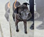 Small Chinese Shar-Pei