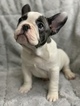 Small Photo #7 French Bulldog Puppy For Sale in SAN DIMAS, CA, USA