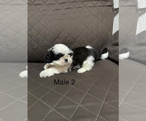Shih Tzu Puppy for sale in CRITTENDEN, KY, USA