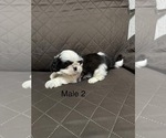 Image preview for Ad Listing. Nickname: Male puppy 2