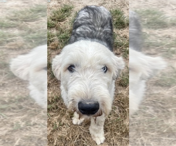 Medium Photo #1 Old English Sheepdog Puppy For Sale in WAKE FOREST, NC, USA