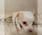 Small Photo #12 Yoranian-Yorkshire Terrier Mix Puppy For Sale in HUDDLESTON, VA, USA
