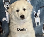 Puppy Darlin Great Pyrenees