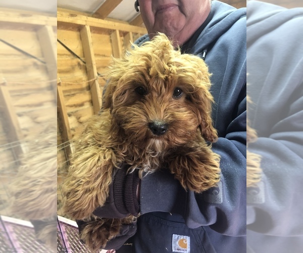 Full screen Photo #1 Cavapoo Puppy For Sale in SAINT LOUIS, MI, USA