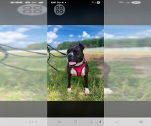 Boxer-Unknown Mix Dogs for adoption in Rocky Mount, NC, USA
