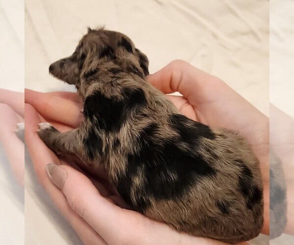 Medium Photo #5 Aussiedoodle Miniature  Puppy For Sale in COLUMBIA, TN, USA