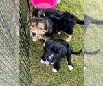 Small #5 Border Collie-Border Terrier Mix