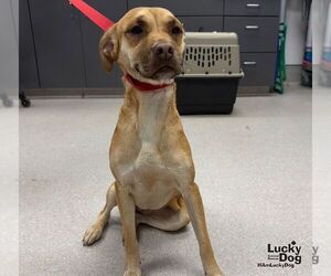 Lu Two - Female Black Mouth Cur-Labrador Retriever Mix Dog for Adoption - Photo #3