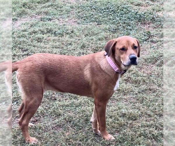 Medium Photo #1 Labrador Retriever-Unknown Mix Puppy For Sale in San Antonio, TX, USA