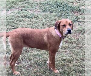 Labrador Retriever-Unknown Mix Dogs for adoption in San Antonio, TX, USA
