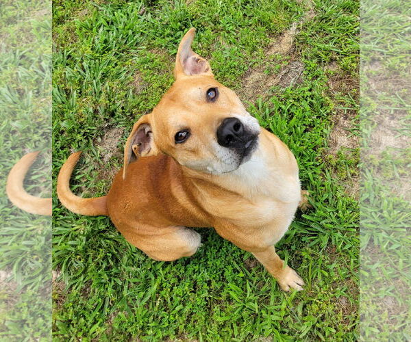 Medium Photo #3 Mutt Puppy For Sale in Redfield, AR, USA
