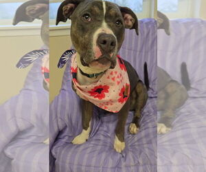 Mutt Dogs for adoption in Rockaway, NJ, USA