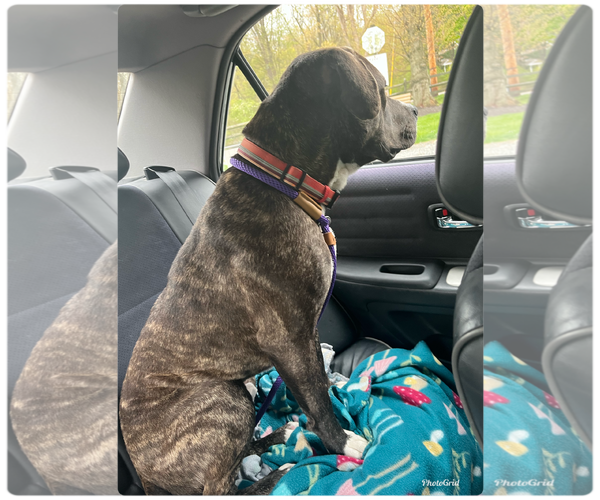 Medium Photo #12 American Pit Bull Terrier-Mountain Cur Mix Puppy For Sale in Rockaway, NJ, USA