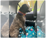 Small #11 American Pit Bull Terrier-Mountain Cur Mix