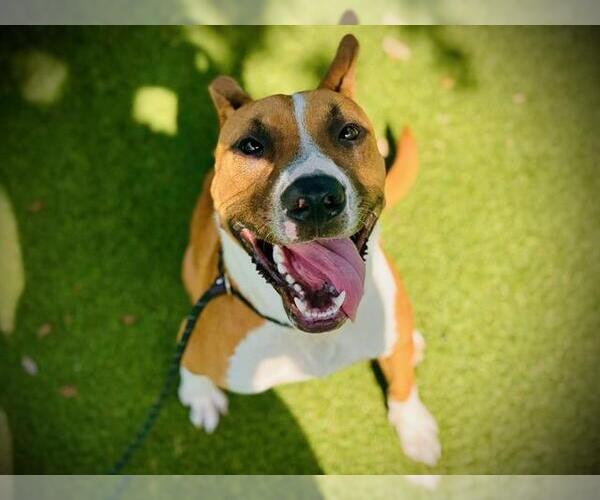 Medium Photo #2 American Bulldog-Unknown Mix Puppy For Sale in Orlando, FL, USA