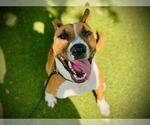 Small #1 American Bulldog Mix