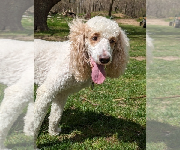 Medium Photo #1 Double Doodle Puppy For Sale in KALAMAZOO, MI, USA
