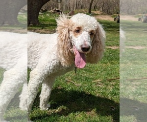 Father of the Double Doodle puppies born on 06/17/2025
