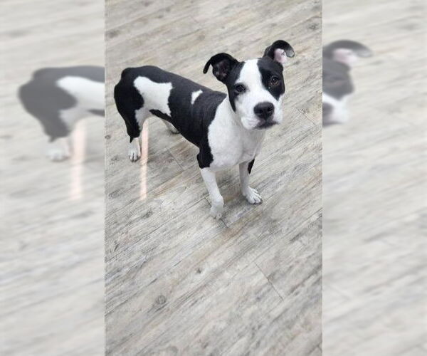 Medium Photo #14 American Pit Bull Terrier-Unknown Mix Puppy For Sale in Murfreesboro, NC, USA