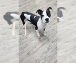 Small #13 American Pit Bull Terrier Mix