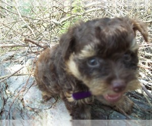 Shorkie Tzu Puppy for sale in SPRING LAKE, NC, USA