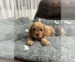 Puppy Puppy 3 Cavapoo
