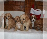 Small Photo #2 Cavapoo-Poodle (Miniature) Mix Puppy For Sale in NEWPORT, PA, USA