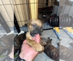 Small Photo #15 Boxer Puppy For Sale in HAMILTON, NJ, USA