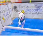 Small #4 American Bulldog Mix