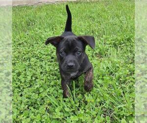 Labrador Retriever-Unknown Mix Dogs for adoption in San Antonio, TX, USA