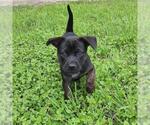Small Labrador Retriever Mix