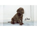 Small Photo #9 Labrador Retriever Puppy For Sale in CLARE, MI, USA