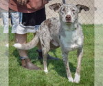 Small #2 Australian Shepherd-Catahoula Leopard Dog Mix