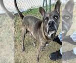 OSBORNE - Male Rat Terrier-Unknown Mix Dog for Adoption - Small photo