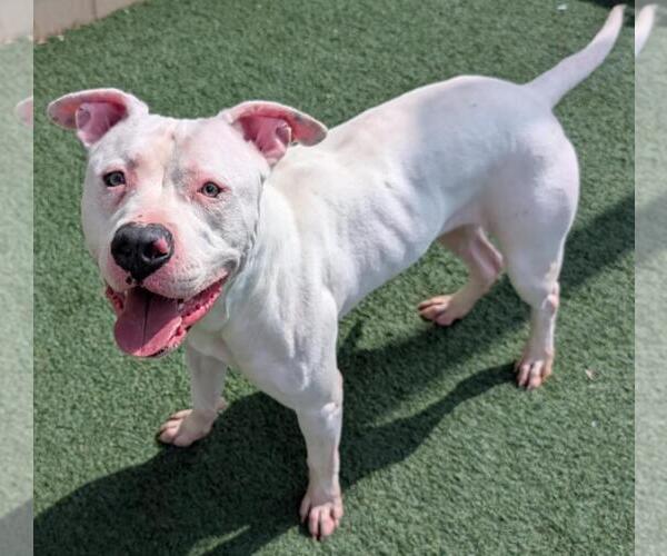 Medium Photo #6 American Bulldog-Unknown Mix Puppy For Sale in Rockwall, TX, USA