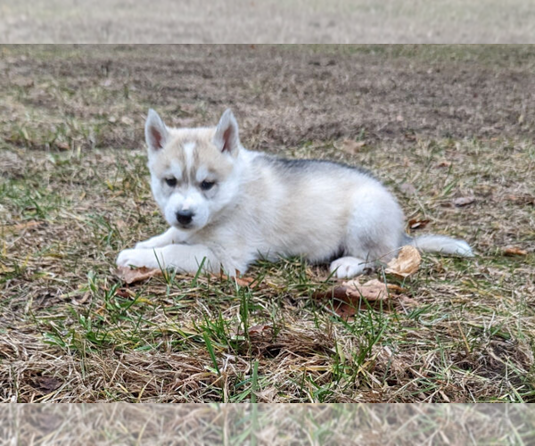 Medium Photo #1 Siberian Husky Puppy For Sale in OSCODA, MI, USA