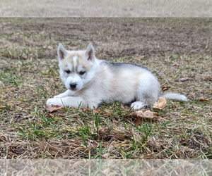 Siberian Husky Puppy for sale in OSCODA, MI, USA
