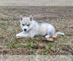 Small Photo #1 Siberian Husky Puppy For Sale in OSCODA, MI, USA