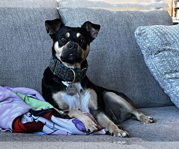 Medium Photo #2 American Staffordshire Terrier-Unknown Mix Puppy For Sale in Holly Springs, NC, USA