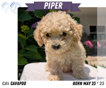 Small #10 Cavapoo