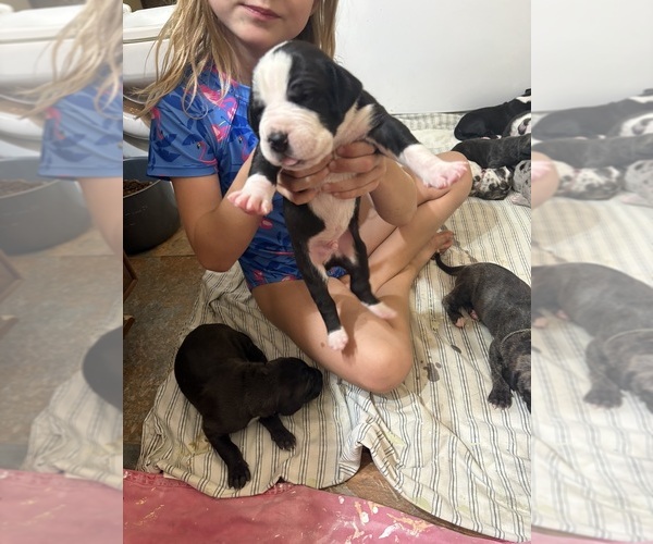 Medium Photo #11 Great Dane Puppy For Sale in CLANTON, AL, USA
