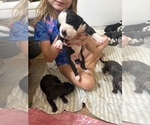 Litter of 12 - Male(s) and Female(s) Great DaneLitter of Puppies for Sale - Photo #11