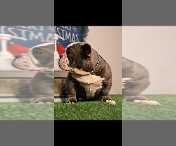 Medium Photo #4 American Bully Puppy For Sale in CHESAPEAKE, VA, USA