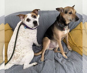 Boochie TX - Female Mutt Dog for Adoption - Photo #12