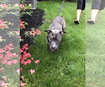 Small #9 American Pit Bull Terrier
