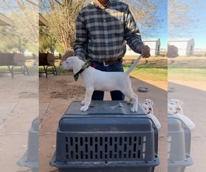 Dogo Argentino Puppy for sale in BORDER HILL, NM, USA