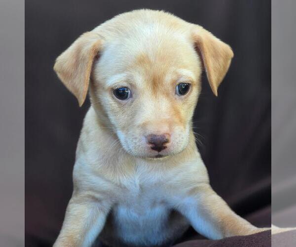 Medium Photo #1 Chihuahua-Unknown Mix Puppy For Sale in San Diego, CA, USA