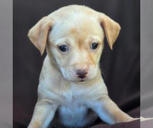 Chihuahua-Unknown Mix Dogs for adoption in San Diego, CA, USA