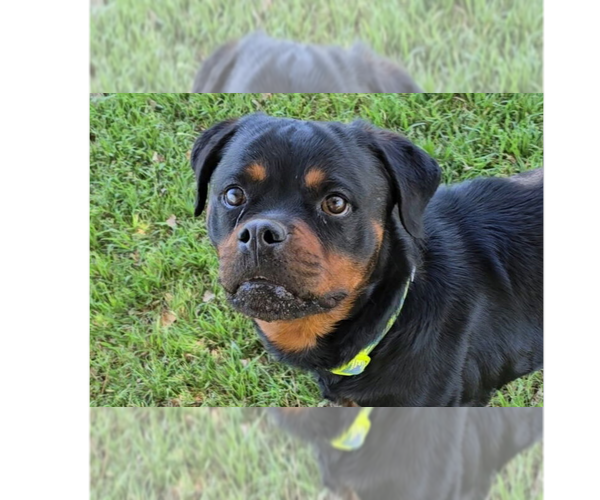 Medium Photo #1 Rottweiler Puppy For Sale in Gilbert, AZ, USA