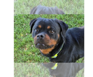 Rottweiler Dogs for adoption in Gilbert, AZ, USA